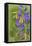 Chocolate Lily I-Kathy Mahan-Framed Premier Image Canvas