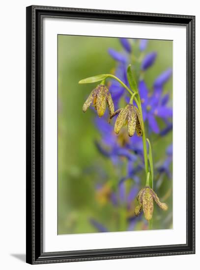 Chocolate Lily I-Kathy Mahan-Framed Photographic Print