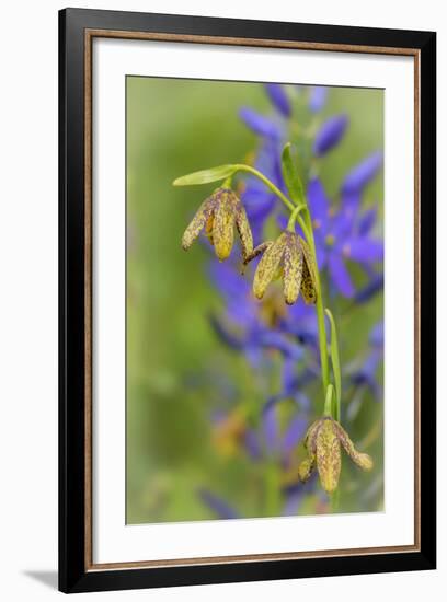 Chocolate Lily I-Kathy Mahan-Framed Photographic Print