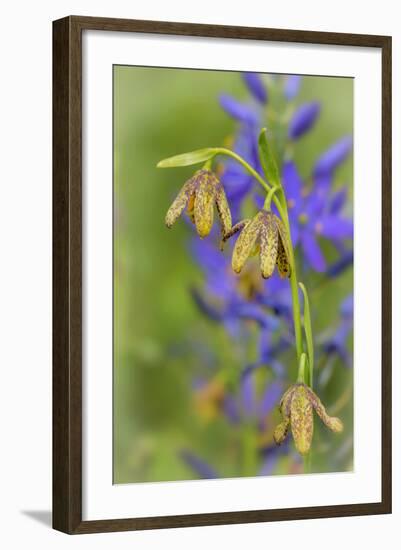 Chocolate Lily I-Kathy Mahan-Framed Photographic Print