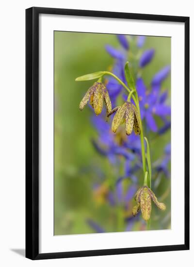 Chocolate Lily I-Kathy Mahan-Framed Photographic Print