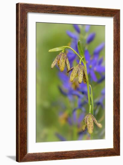 Chocolate Lily I-Kathy Mahan-Framed Photographic Print