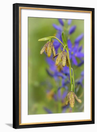 Chocolate Lily I-Kathy Mahan-Framed Photographic Print