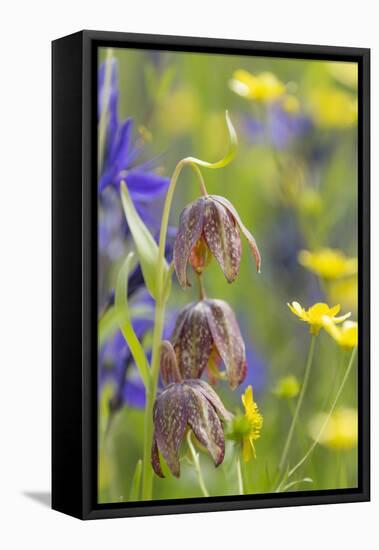 Chocolate Lily II-Kathy Mahan-Framed Premier Image Canvas