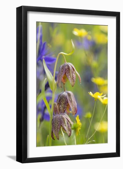 Chocolate Lily II-Kathy Mahan-Framed Photographic Print