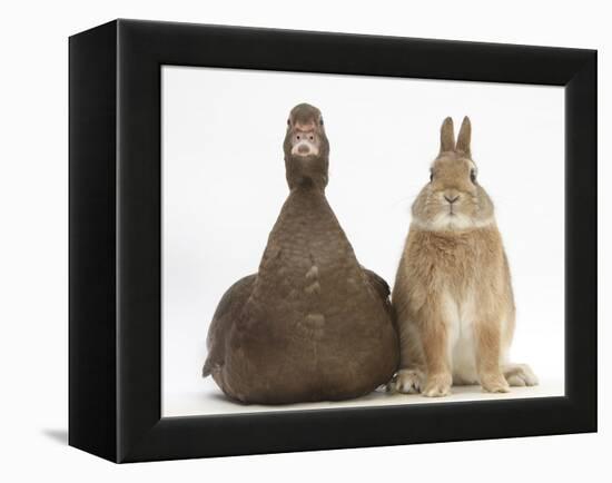 Chocolate Muscovy Duck and Netherland Dwarf-Cross Rabbit-Mark Taylor-Framed Premier Image Canvas