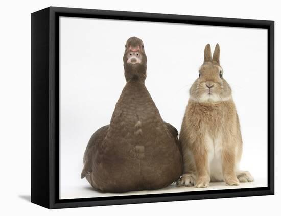 Chocolate Muscovy Duck and Netherland Dwarf-Cross Rabbit-Mark Taylor-Framed Premier Image Canvas