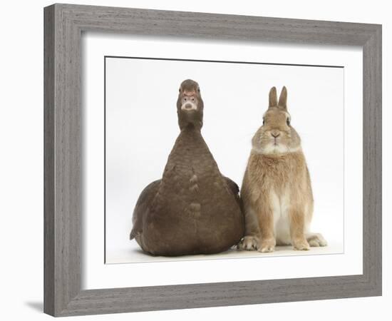 Chocolate Muscovy Duck and Netherland Dwarf-Cross Rabbit-Mark Taylor-Framed Photographic Print