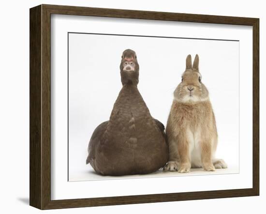 Chocolate Muscovy Duck and Netherland Dwarf-Cross Rabbit-Mark Taylor-Framed Photographic Print