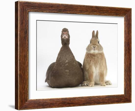 Chocolate Muscovy Duck and Netherland Dwarf-Cross Rabbit-Mark Taylor-Framed Photographic Print