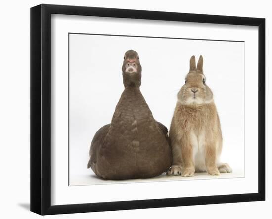 Chocolate Muscovy Duck and Netherland Dwarf-Cross Rabbit-Mark Taylor-Framed Photographic Print