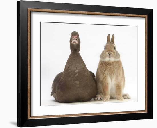 Chocolate Muscovy Duck and Netherland Dwarf-Cross Rabbit-Mark Taylor-Framed Photographic Print