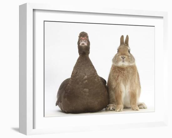 Chocolate Muscovy Duck and Netherland Dwarf-Cross Rabbit-Mark Taylor-Framed Photographic Print