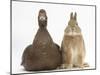 Chocolate Muscovy Duck and Netherland Dwarf-Cross Rabbit-Mark Taylor-Mounted Photographic Print