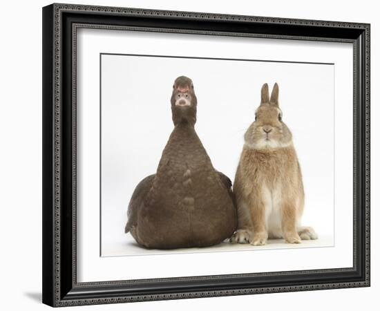 Chocolate Muscovy Duck and Netherland Dwarf-Cross Rabbit-Mark Taylor-Framed Photographic Print