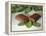 Chocolate Nutrition Bar on Mint Leaves-Chris Rogers-Framed Premier Image Canvas