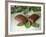 Chocolate Nutrition Bar on Mint Leaves-Chris Rogers-Framed Photographic Print