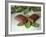 Chocolate Nutrition Bar on Mint Leaves-Chris Rogers-Framed Photographic Print