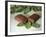 Chocolate Nutrition Bar on Mint Leaves-Chris Rogers-Framed Photographic Print