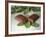 Chocolate Nutrition Bar on Mint Leaves-Chris Rogers-Framed Photographic Print