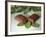 Chocolate Nutrition Bar on Mint Leaves-Chris Rogers-Framed Photographic Print