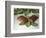 Chocolate Nutrition Bar on Mint Leaves-Chris Rogers-Framed Photographic Print