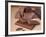 Chocolate Nutrition Bar with Dark Chocolate Filling-Chris Rogers-Framed Photographic Print