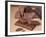 Chocolate Nutrition Bar with Dark Chocolate Filling-Chris Rogers-Framed Photographic Print