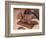 Chocolate Nutrition Bar with Dark Chocolate Filling-Chris Rogers-Framed Photographic Print