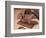 Chocolate Nutrition Bar with Dark Chocolate Filling-Chris Rogers-Framed Photographic Print