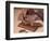 Chocolate Nutrition Bar with Dark Chocolate Filling-Chris Rogers-Framed Photographic Print