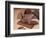 Chocolate Nutrition Bar with Dark Chocolate Filling-Chris Rogers-Framed Photographic Print