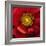 Chocolate Poppy I-Dysart-Framed Giclee Print