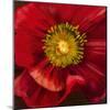 Chocolate Poppy I-Dysart-Mounted Giclee Print