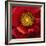 Chocolate Poppy I-Dysart-Framed Giclee Print