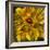 Chocolate Poppy II-Dysart-Framed Giclee Print