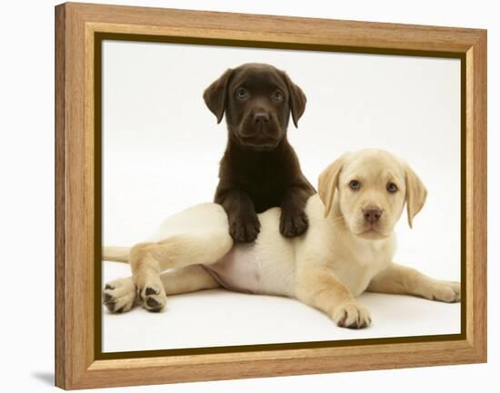 Chocolate Retriever Puppy Lying over a Yellow Retriever Puppy-Jane Burton-Framed Premier Image Canvas