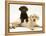 Chocolate Retriever Puppy Lying over a Yellow Retriever Puppy-Jane Burton-Framed Premier Image Canvas