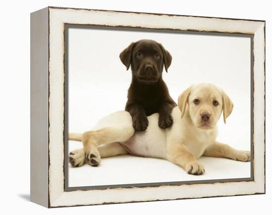 Chocolate Retriever Puppy Lying over a Yellow Retriever Puppy-Jane Burton-Framed Premier Image Canvas