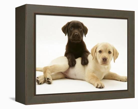 Chocolate Retriever Puppy Lying over a Yellow Retriever Puppy-Jane Burton-Framed Premier Image Canvas