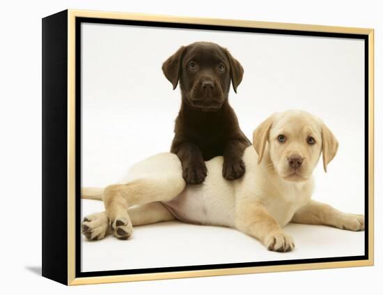 Chocolate Retriever Puppy Lying over a Yellow Retriever Puppy-Jane Burton-Framed Premier Image Canvas