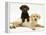 Chocolate Retriever Puppy Lying over a Yellow Retriever Puppy-Jane Burton-Framed Premier Image Canvas