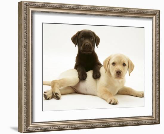 Chocolate Retriever Puppy Lying over a Yellow Retriever Puppy-Jane Burton-Framed Photographic Print