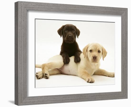 Chocolate Retriever Puppy Lying over a Yellow Retriever Puppy-Jane Burton-Framed Photographic Print