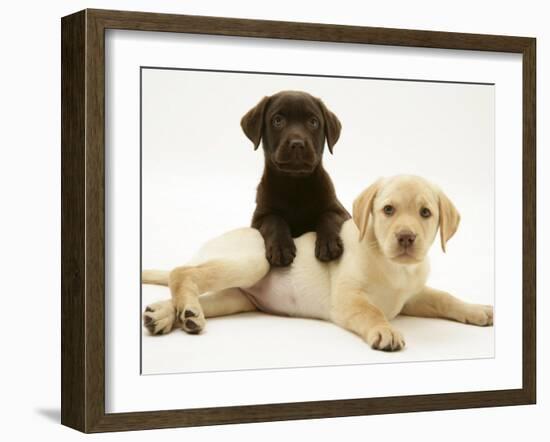 Chocolate Retriever Puppy Lying over a Yellow Retriever Puppy-Jane Burton-Framed Photographic Print