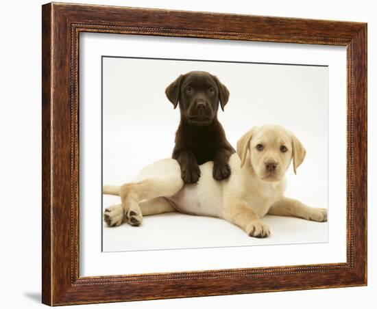 Chocolate Retriever Puppy Lying over a Yellow Retriever Puppy-Jane Burton-Framed Photographic Print