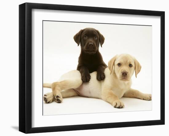 Chocolate Retriever Puppy Lying over a Yellow Retriever Puppy-Jane Burton-Framed Photographic Print