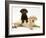 Chocolate Retriever Puppy Lying over a Yellow Retriever Puppy-Jane Burton-Framed Photographic Print