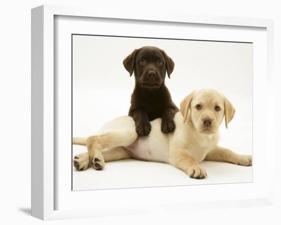 Chocolate Retriever Puppy Lying over a Yellow Retriever Puppy-Jane Burton-Framed Photographic Print