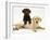 Chocolate Retriever Puppy Lying over a Yellow Retriever Puppy-Jane Burton-Framed Photographic Print